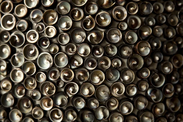 Textura da concha — Fotografia de Stock