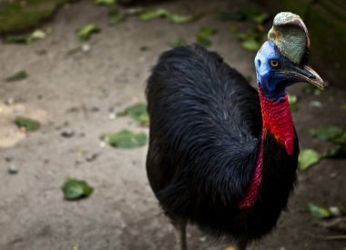 Cassowary clipart