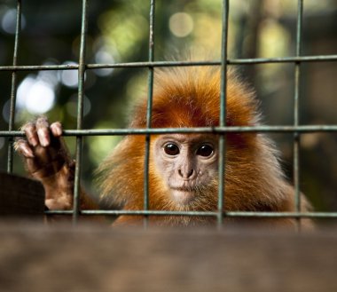 maymun. Bali bir hayvanat bahçesi. Endonezya.