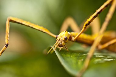 Huge grasshopper in green nature. Macro. clipart