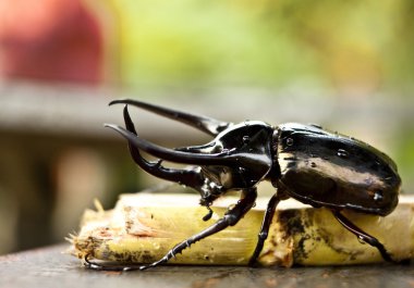 Big horned beetle clipart