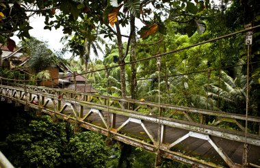 Rope walkway through the treetops in a forest clipart