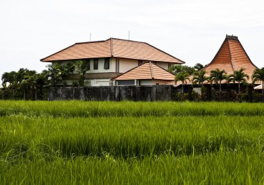 pirinç tarrace Dağları. Bali. Endonezya