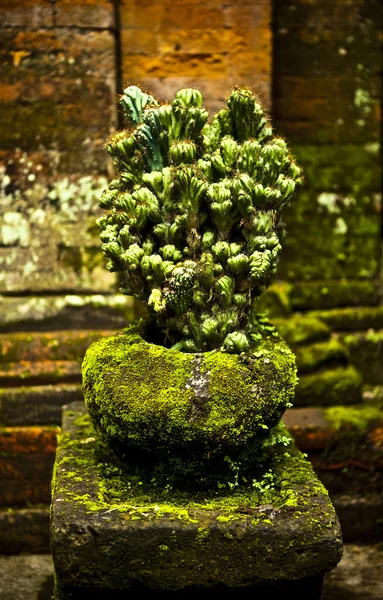 Old vase in the park — Stock Photo, Image