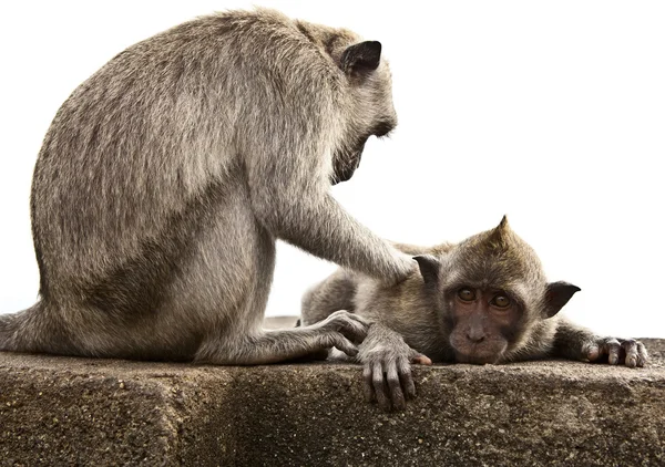 stock image Monkey. Bali a zoo. Indonesia.