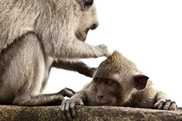 stock image Monkey. Bali a zoo. Indonesia.