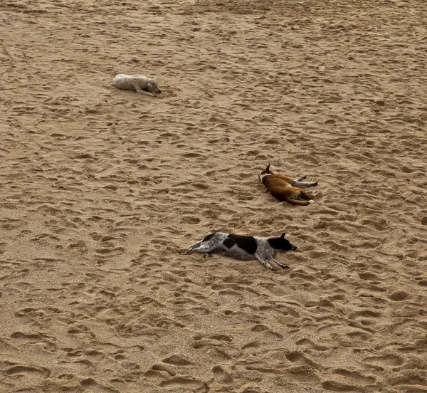 Собаки отдыхают на пляже — стоковое фото