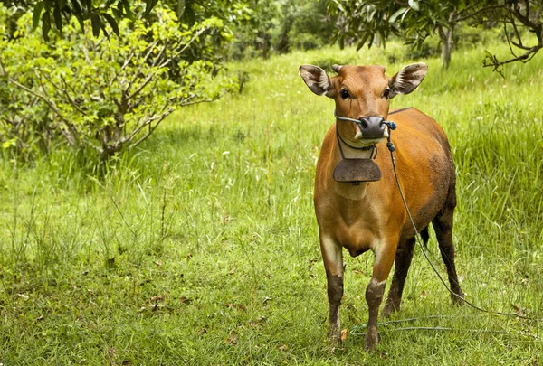 Yeşil çimenlerin üzerinde oturan inek — Stok fotoğraf