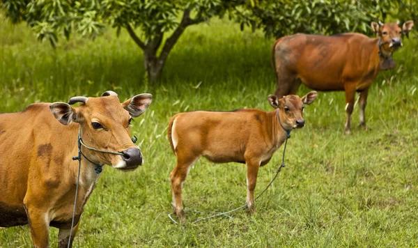 Vaca descansando na grama verde — Fotografia de Stock