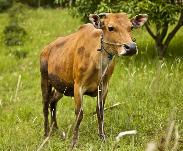 Корова отдыхает на зеленой траве — стоковое фото