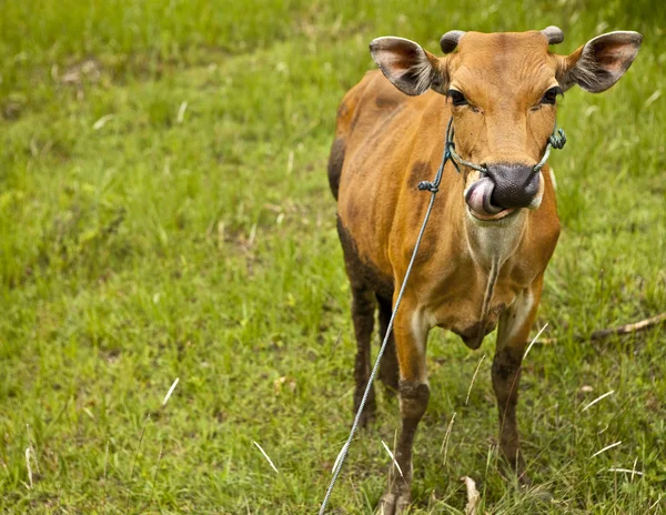 Vaca descansando na grama verde — Fotografia de Stock