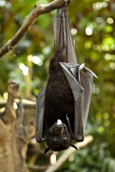 stock image Black flying-fox (Pteropus alecto)