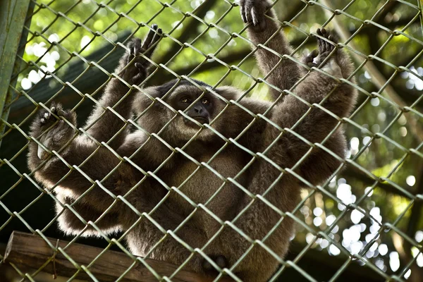 Monkey. Bali a zoo. Indonesia. — Stock Photo, Image