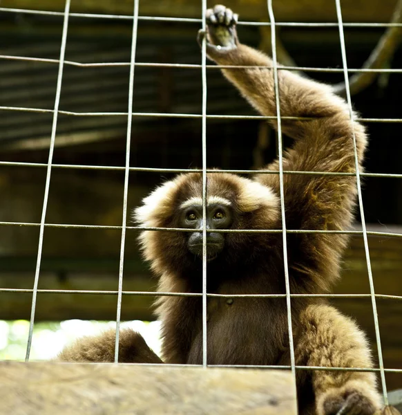 Affen. bali ein Zoo. Indonesien. — Stockfoto