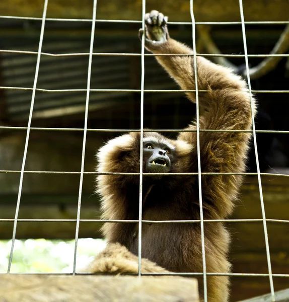 Mono. Bali un zoológico. Países Bajos . —  Fotos de Stock