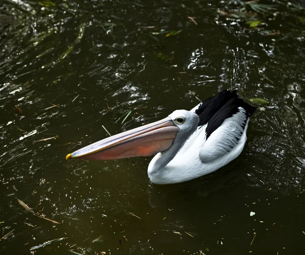 Pelicano . — Fotografia de Stock