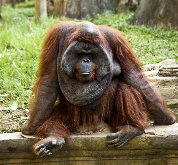 Macaco. Bali um zoológico. Indonésia . — Fotografia de Stock