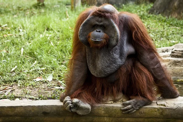 猴子。巴厘岛一家动物园。印度尼西亚. — 图库照片