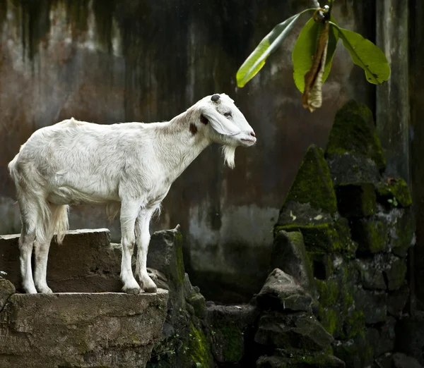 White hornless goats at the zoo — Stock Photo, Image
