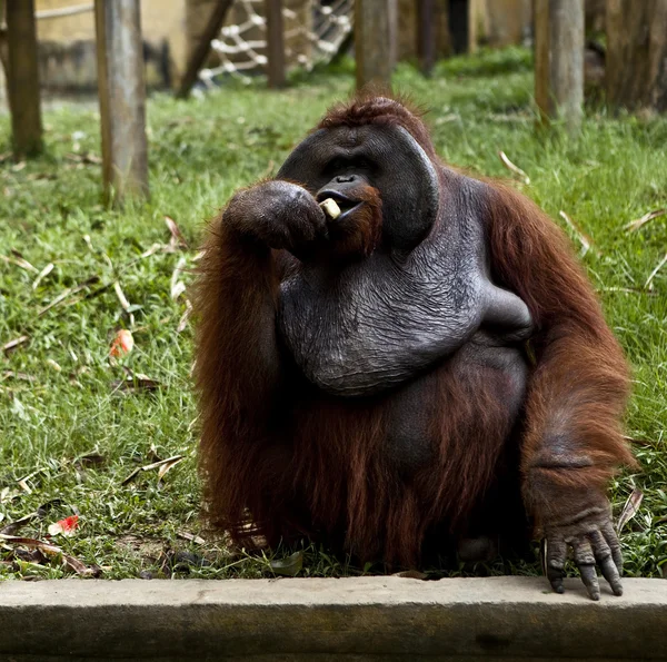 Monkey. Bali a zoo. Indonesia. — Stock Photo, Image