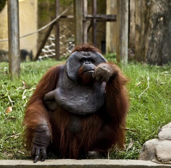 Affen. bali ein Zoo. Indonesien. — Stockfoto