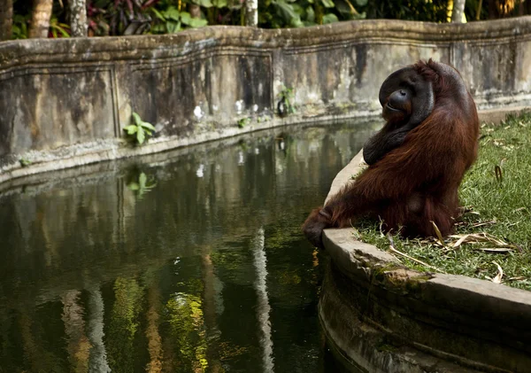 Mono. Bali un zoológico. Países Bajos . — Foto de Stock