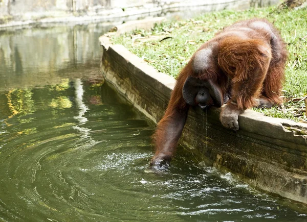 Mono. Bali un zoológico. Países Bajos . —  Fotos de Stock