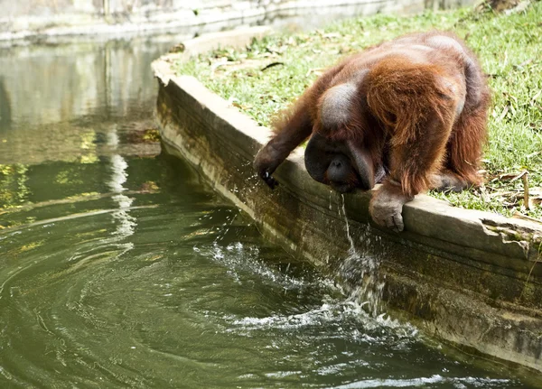 Majom. Bali egy állatkert. Indonézia. — Stock Fotó