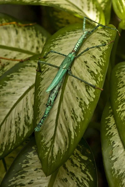 Huge grasshopper in green nature. Macro. — Stock Photo, Image