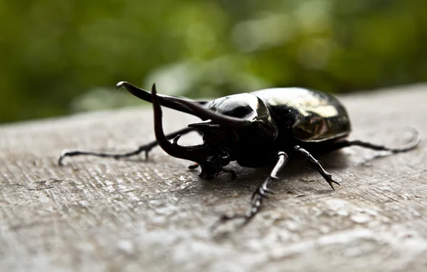 Big horned beetle — Stock Photo, Image