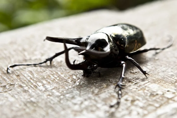 Escarabajo de cuernos grandes — Foto de Stock