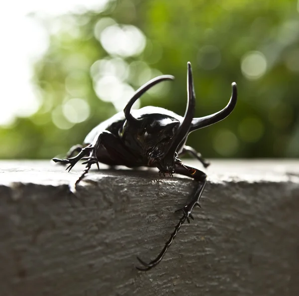 Big horned beetle — Stock Photo, Image