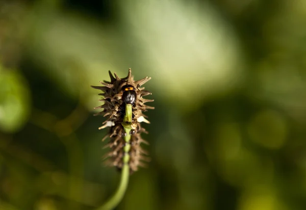 Larva em uma haste de aipo — Fotografia de Stock