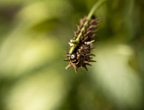 芹菜茎的幼虫 — 图库照片