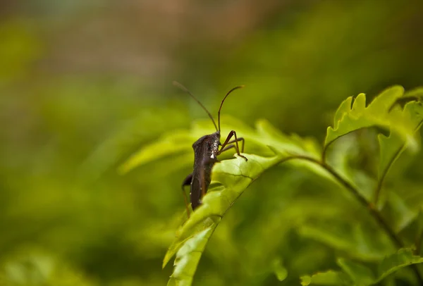 Beetle on leaf — Stock Photo, Image