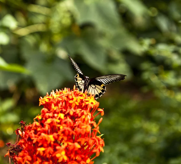 Butterfly feeding on spring flower. — Stock Photo, Image