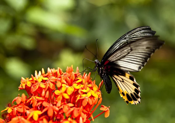 stock image Butterfly feeding on spring flower.