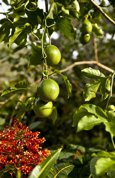 Tree with green fruits — Stock Photo, Image