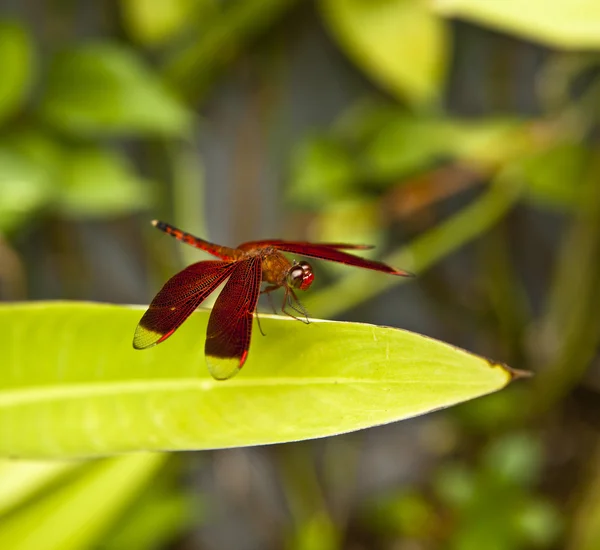 Dragonfly on Leaf — Stock Photo, Image