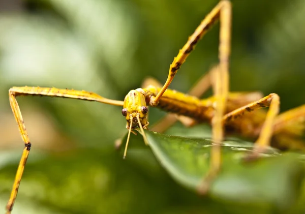 Huge grasshopper in green nature. Macro. — Stock Photo, Image