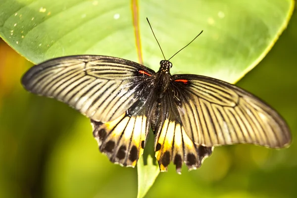 Butterfly voeden met voorjaar bloem. — Stockfoto