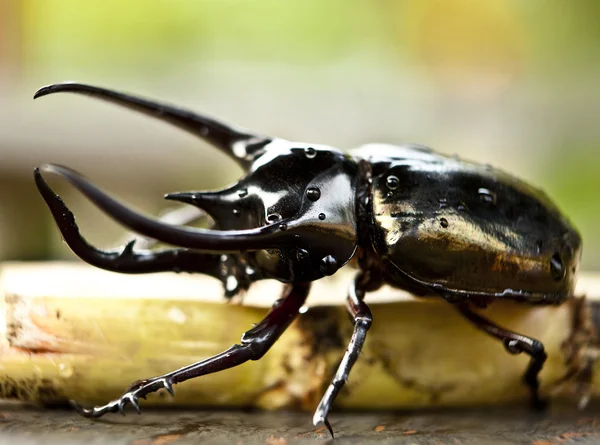 Большой рогатый жук — стоковое фото