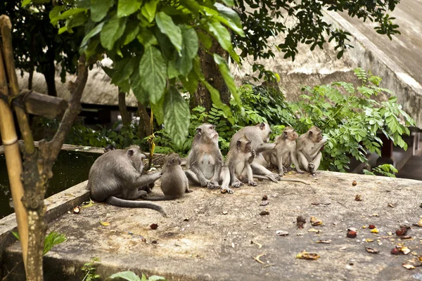 stock image Monkey. Bali a zoo. Indonesia.