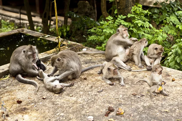 stock image Monkey. Bali a zoo. Indonesia.