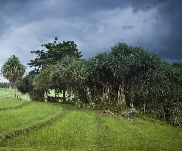 Amazing tropical landscape. Indonesia - Bali. — Stock Photo, Image