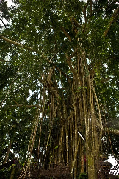 Foto vertical de un árbol viejo — Foto de Stock