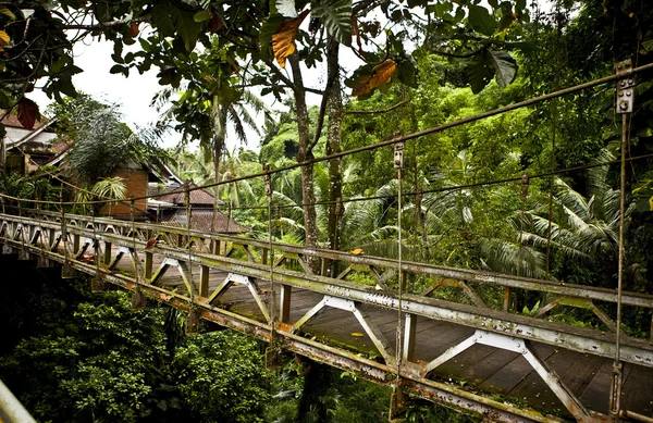 Corda passarela através das copas das árvores em uma floresta — Fotografia de Stock