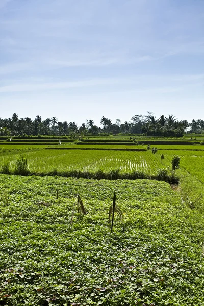 Risfält i tropiska — Stockfoto
