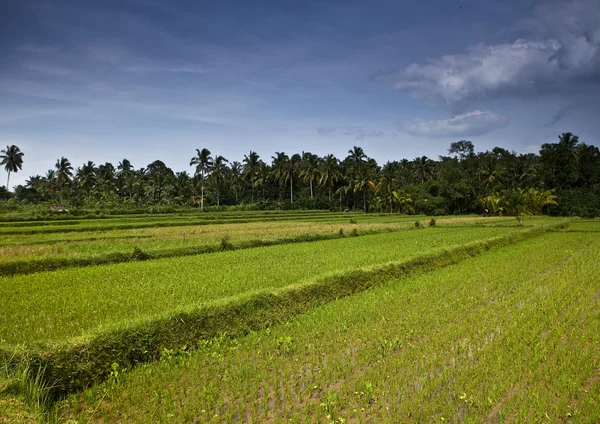 Rijstveld in de tropen — Stockfoto