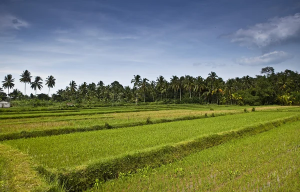 Rijstveld in de tropen — Stockfoto